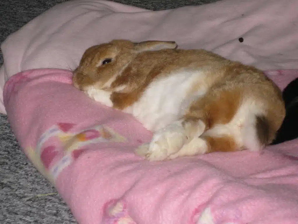 When Does Rabbit Sleep
