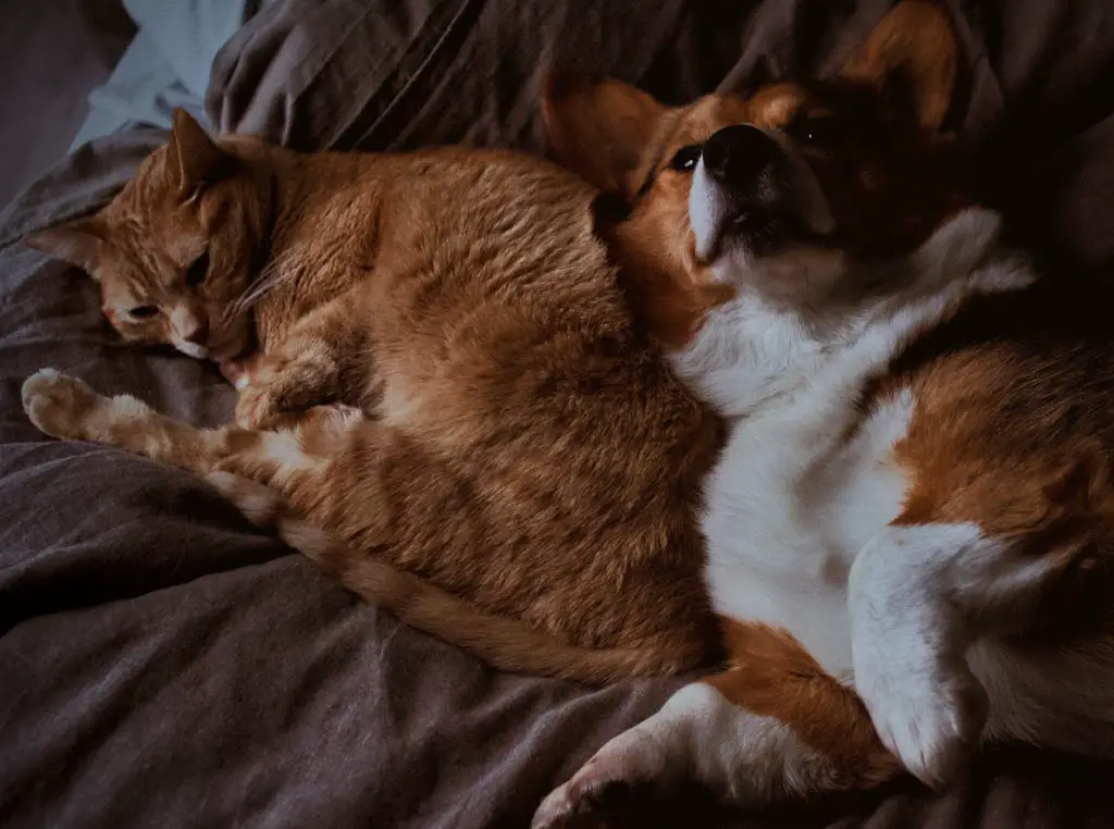 How To Get A Dog And Cat To Get Along