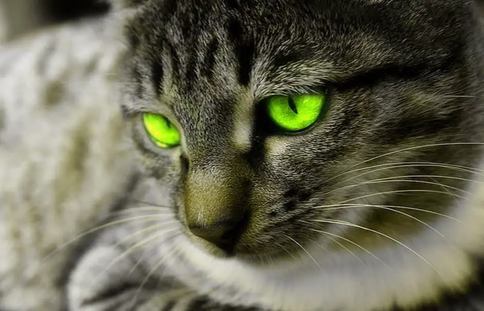 Why Do Cat's Eyes Glow 