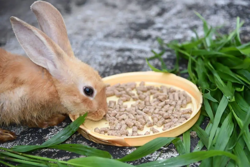 How Much Pellets To Feed A Rabbit
