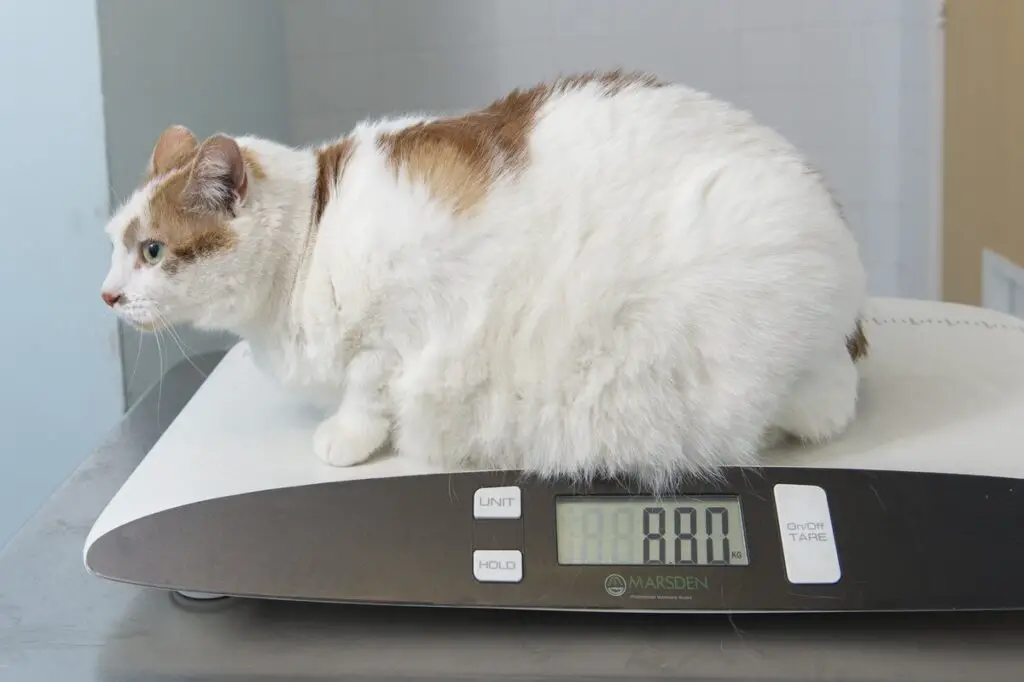 How Much Does The Average Cat Weigh 
