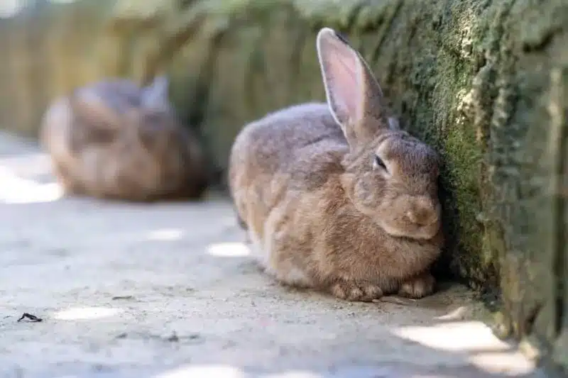 How Do Rabbits Sleep