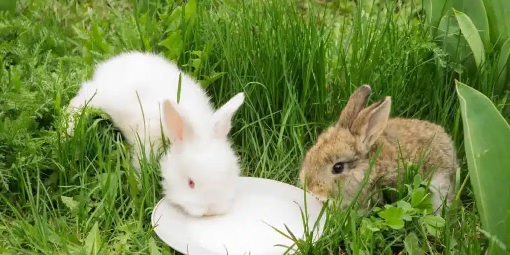 What To Feed Baby Rabbits Without A Mother