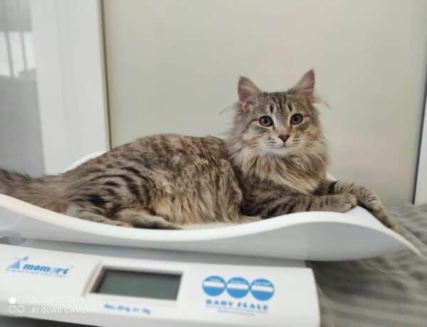 How Much Does The Average Cat Weigh 