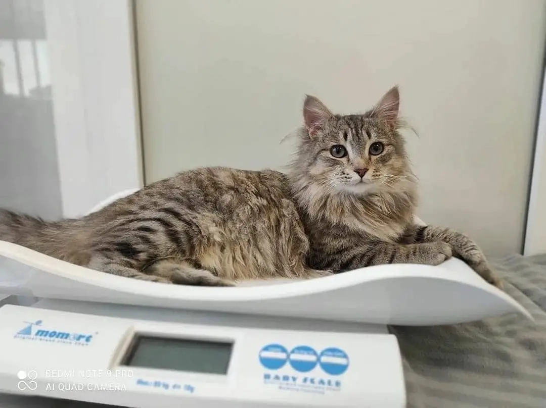 How Much Does The Average Cat Weigh 