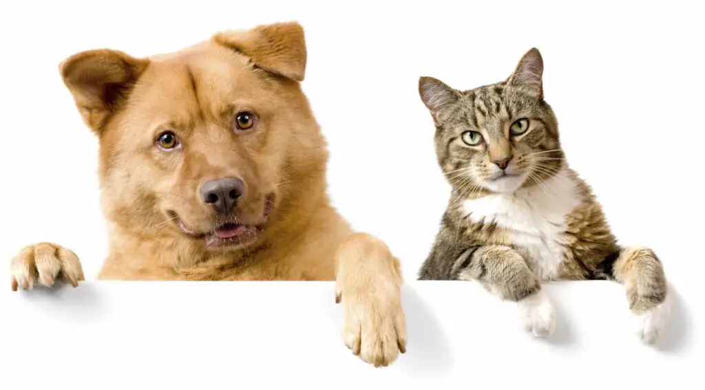 How To Stop Dog Aggression Towards Cats 