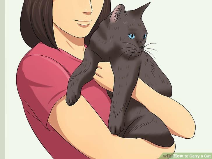 How To Carry A Cat 