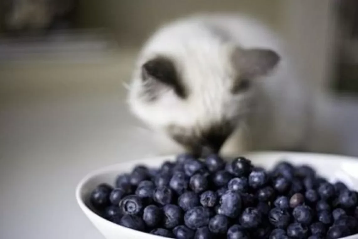 Are Blueberries Safe For Cats
