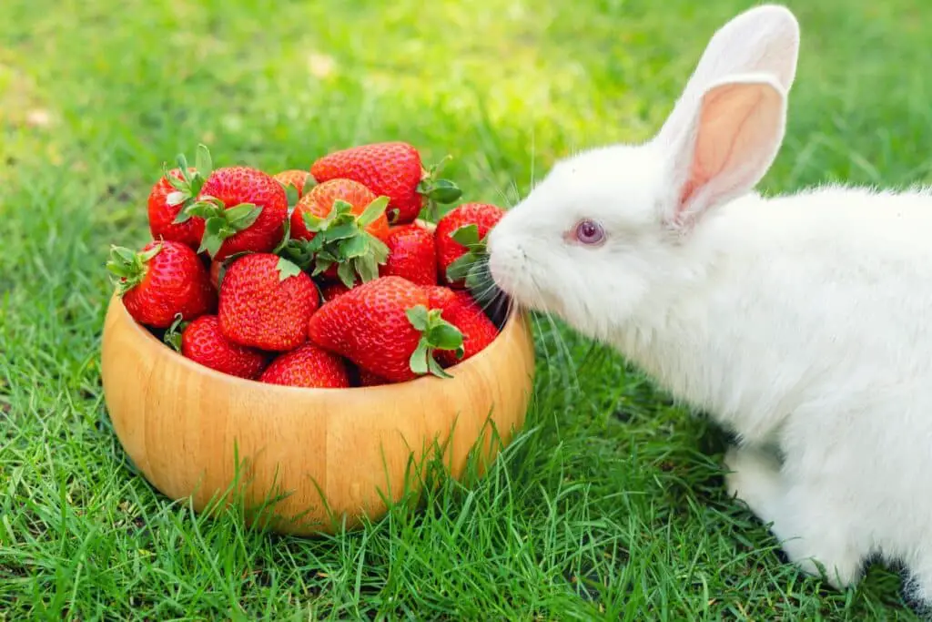 Can Rabbits Eat Strawberry