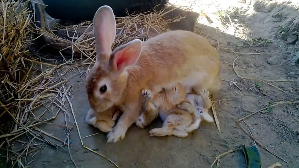 What To Feed A Baby Rabbit