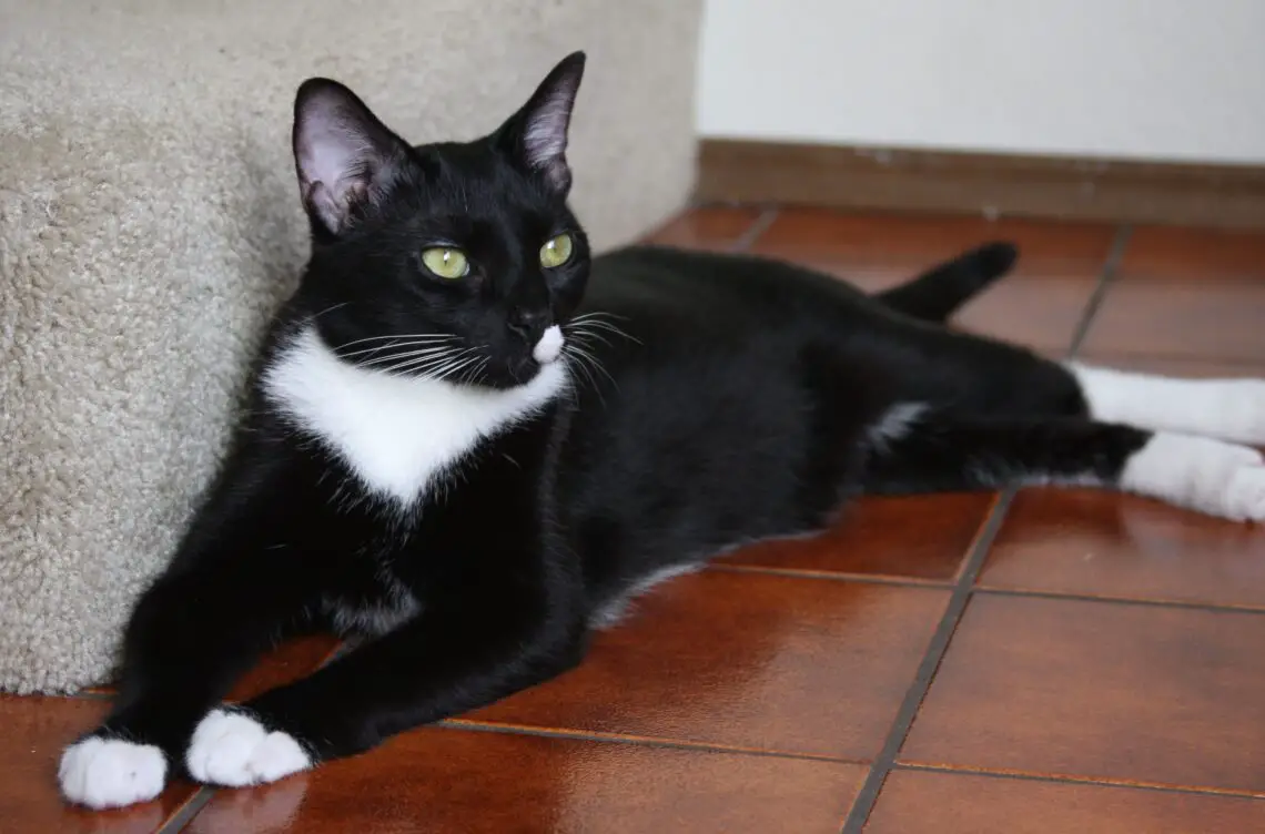 What Breed Is A Tuxedo Cat