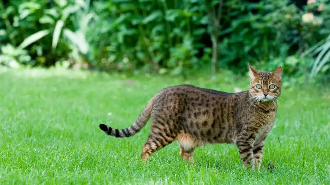 Are Bengal Cats Good Pets