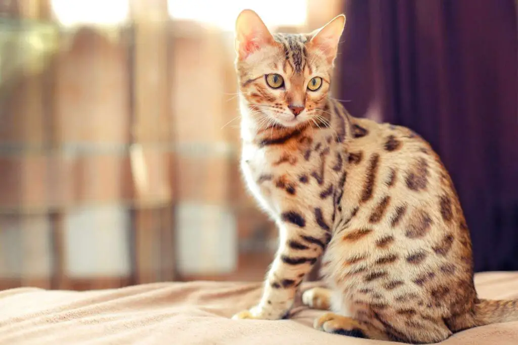 Are Bengal Cats Good Pets