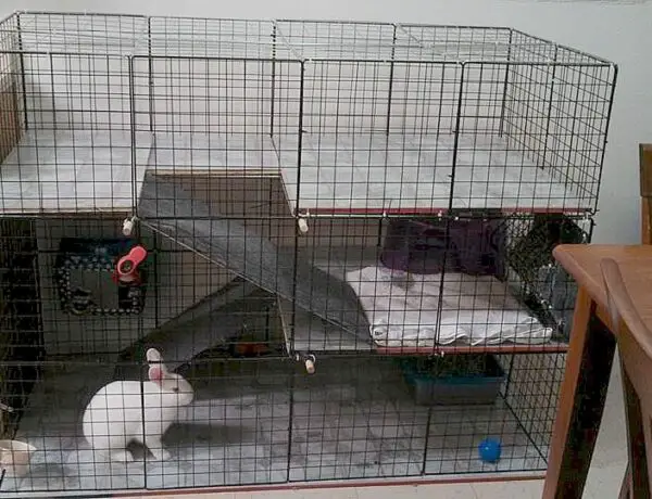 How To Set Up A Rabbit Cage