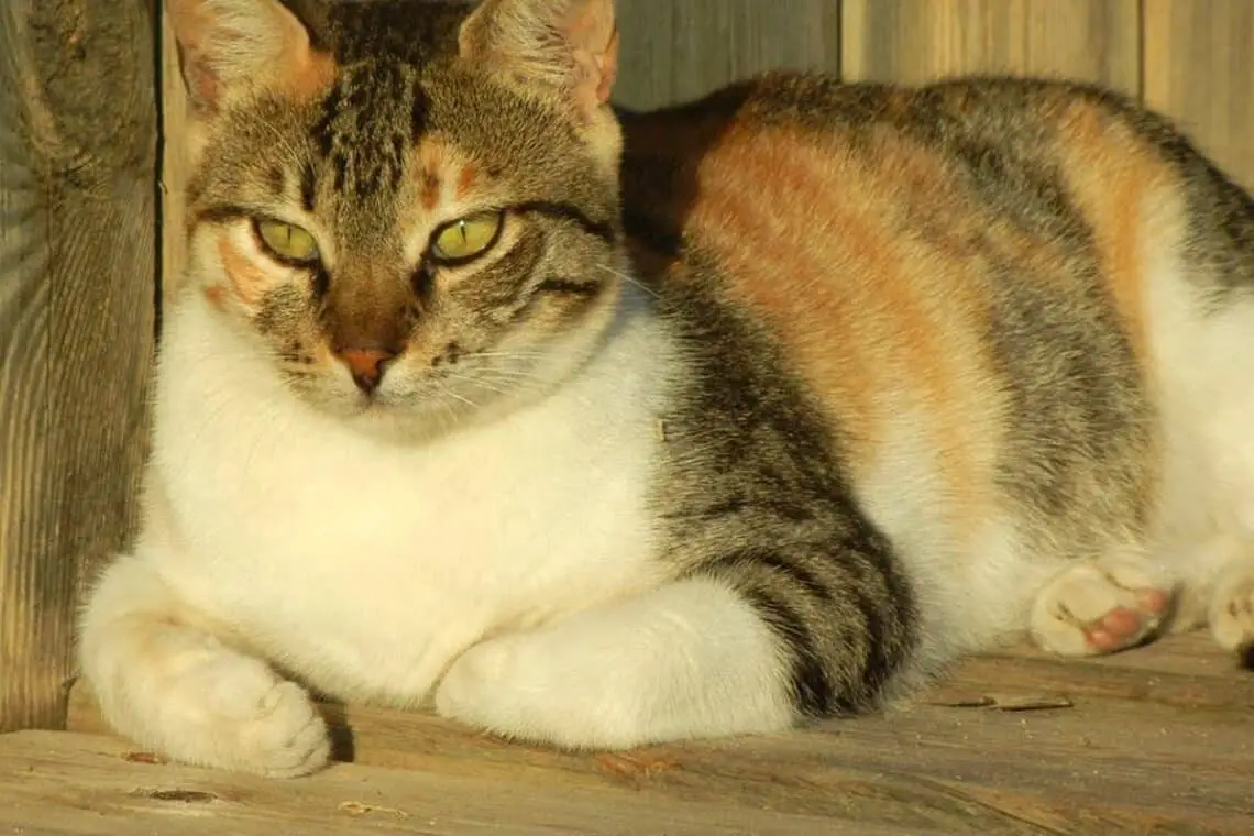 How Much Are Calico Male Cats Worth