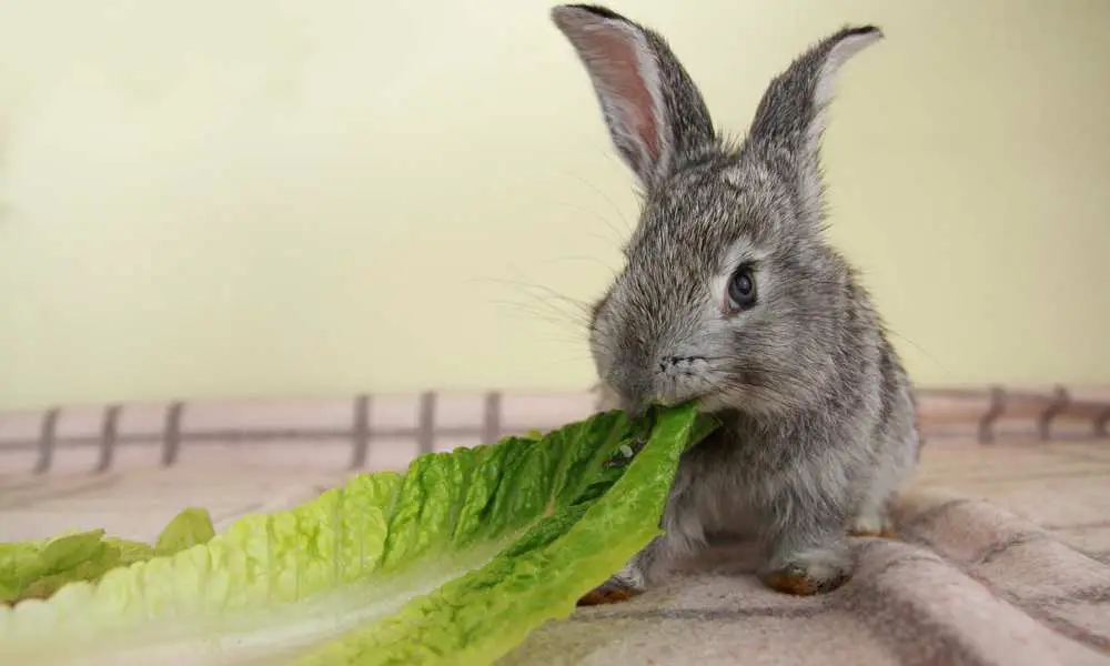 What Kind Of Lettuce Can Rabbits Eat