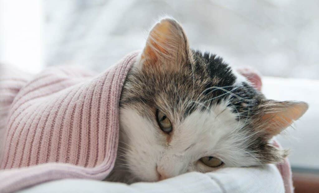 How To Treat A Cat With A Cold 