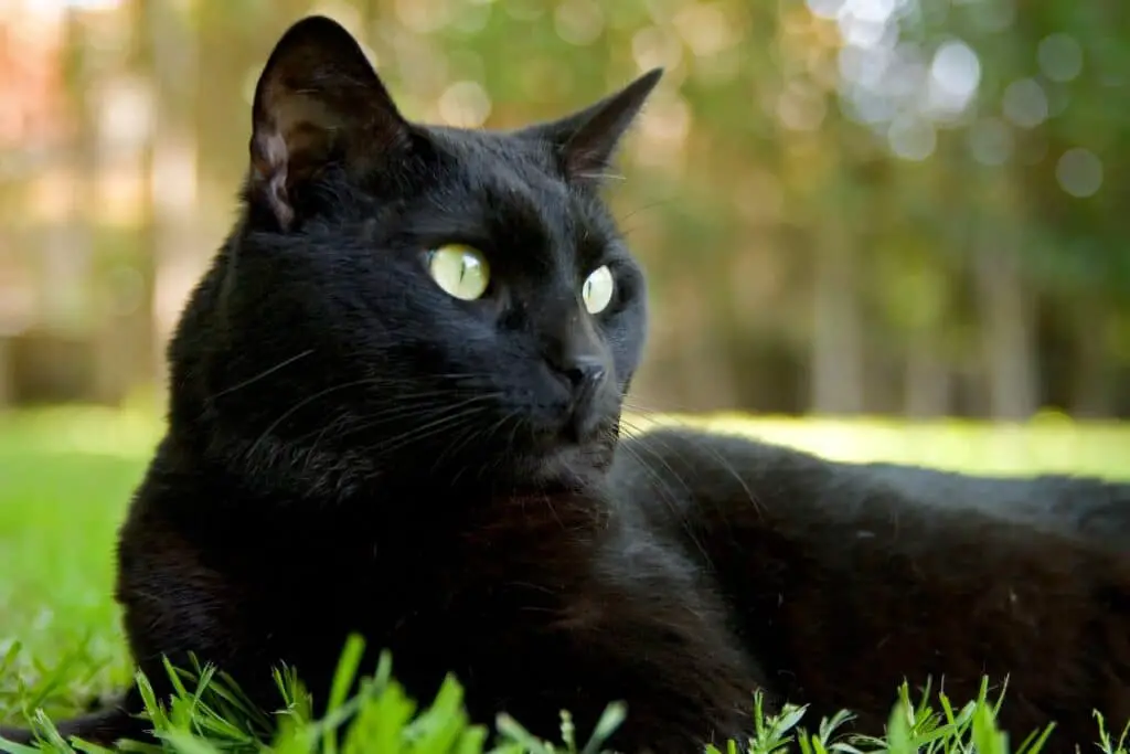 Are Black Cats Rare