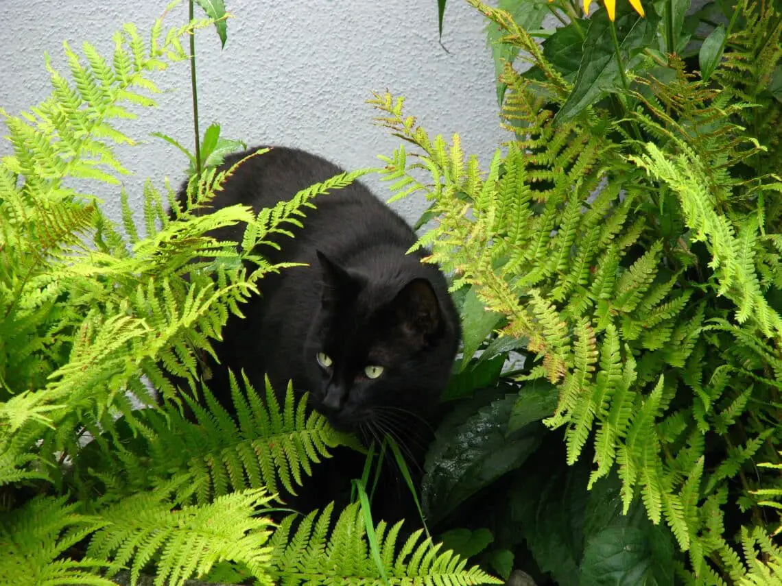 Are Boston Ferns Toxic To Cats