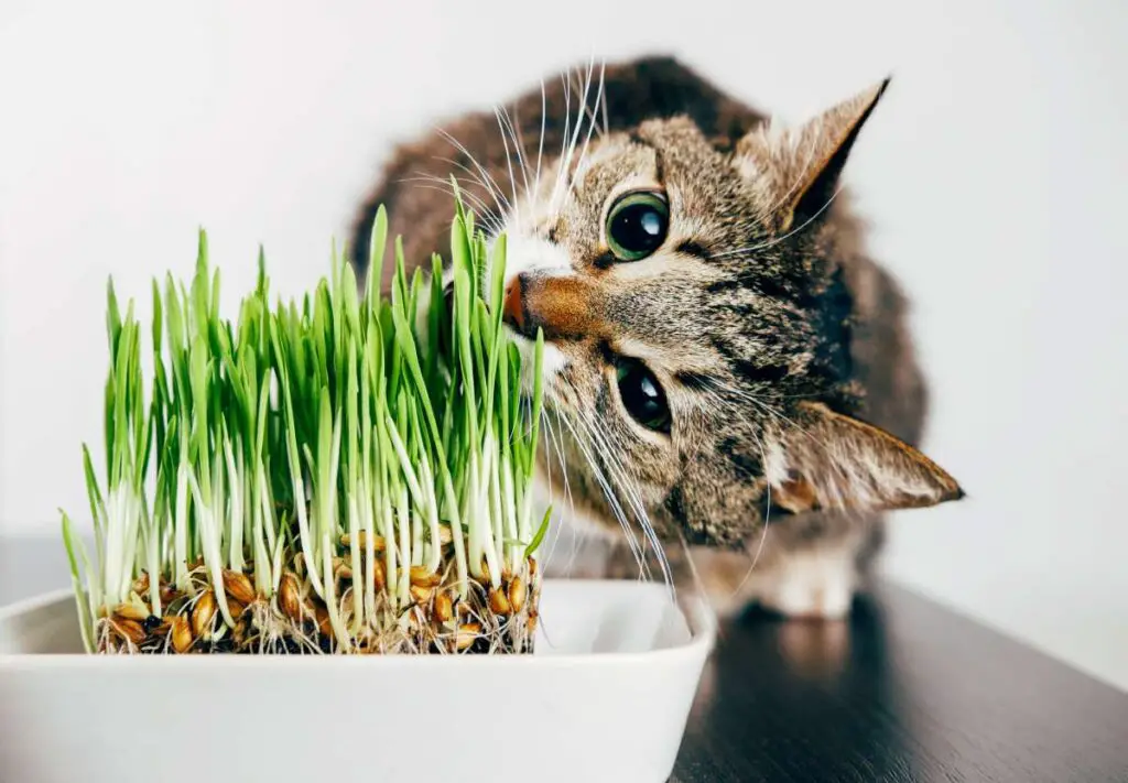 Can Cats Eat Wheatgrass 