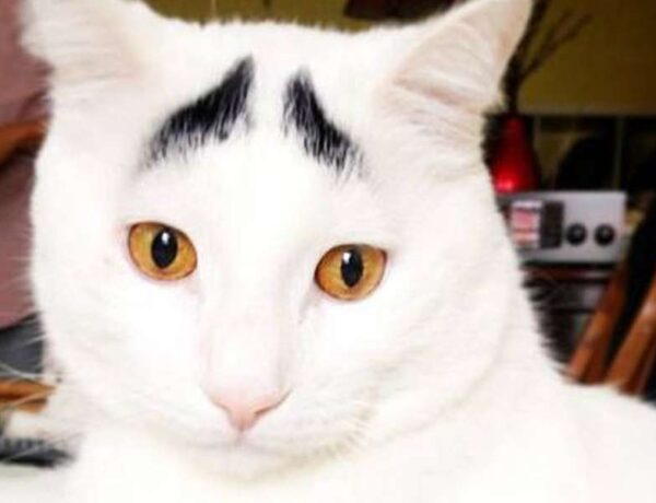 Do Cats Have Eyebrows