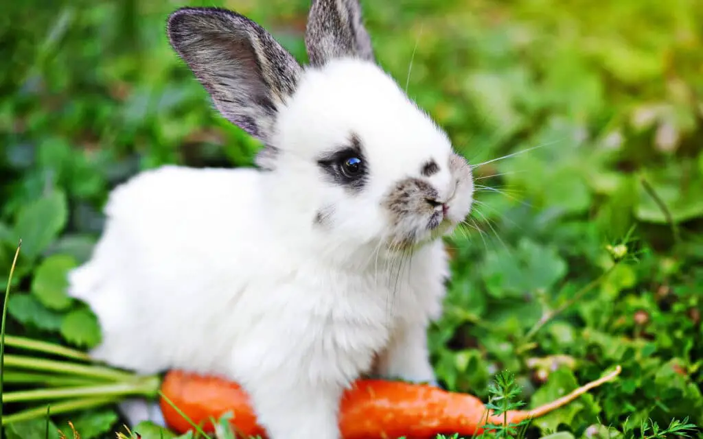 Are Carrots Bad For Rabbits