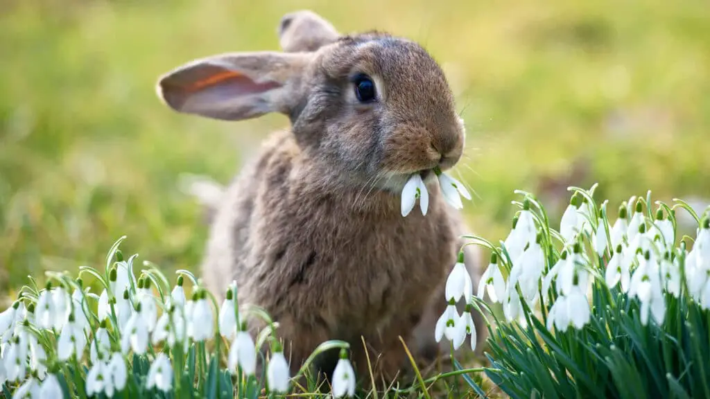 What Flowers Do Rabbits Not Eat