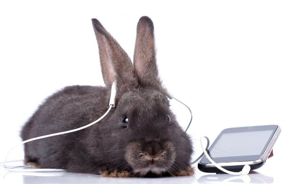 What Sound Does A Rabbit Make