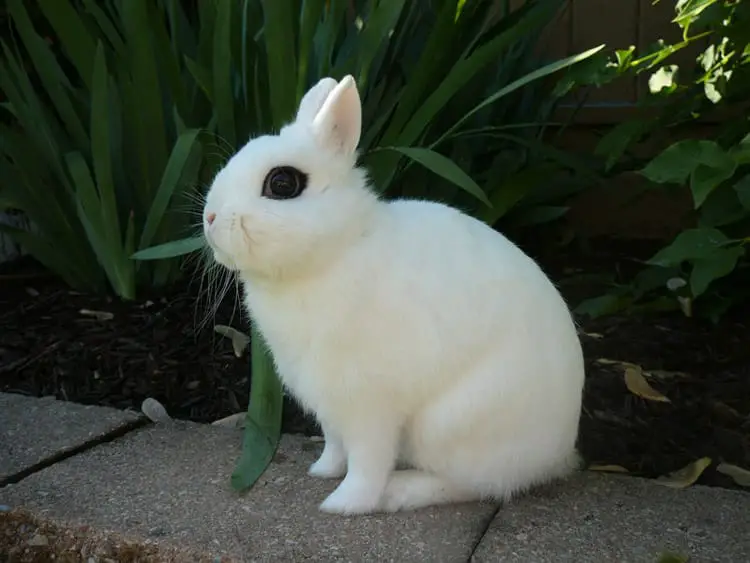 What Does A White Rabbit Symbolize