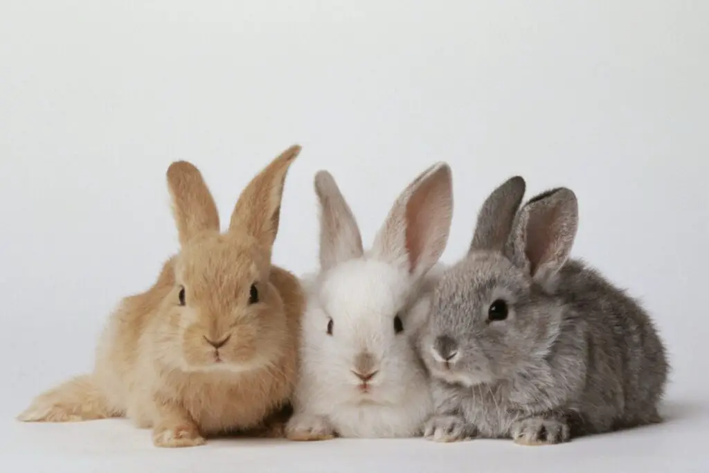 How Often Do Rabbits Have Babies