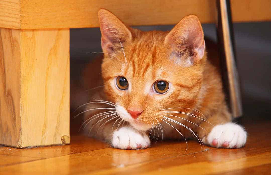 How Rare Are Female Orange Cats