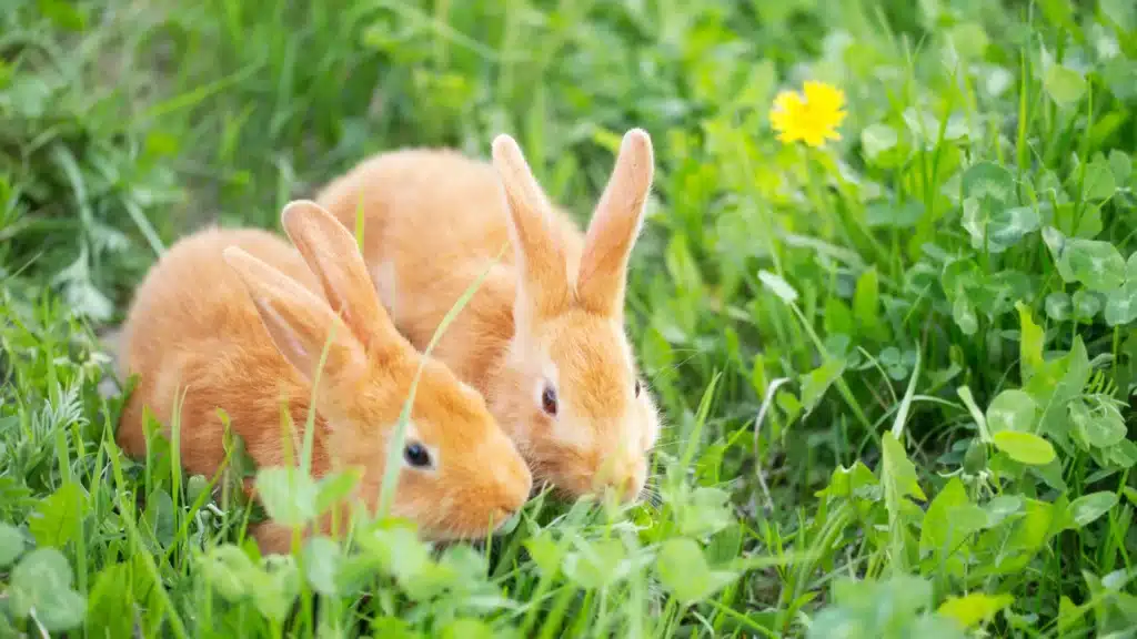 How Long Do Rabbits Live As Pets 