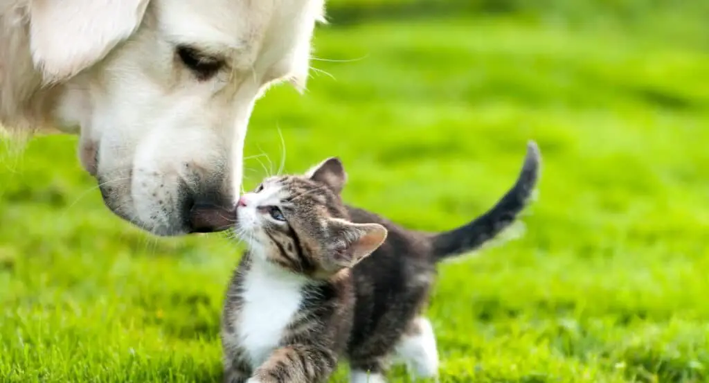 How To Get A Dog And Cat To Get Along 