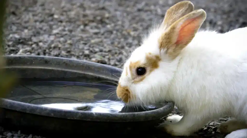 Do Rabbits Drink Water