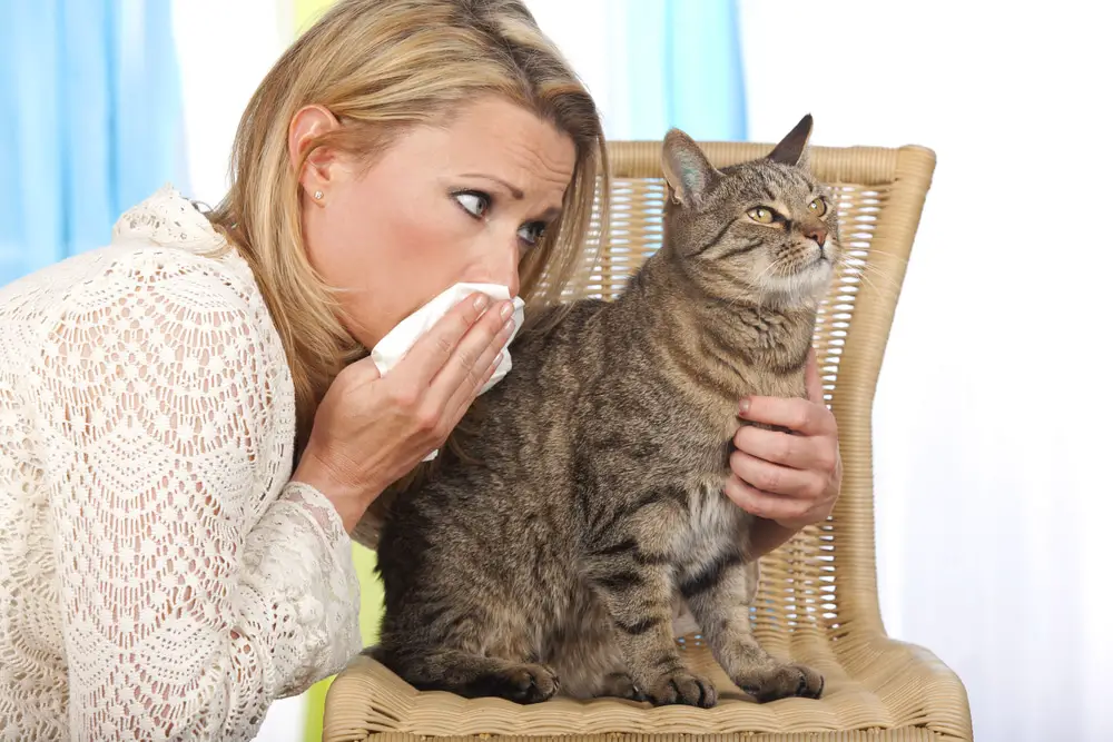 Can Cats Have Seasonal Allergies