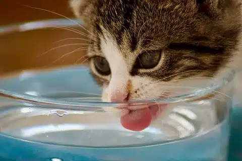 How To Get Cat To Drink More Water 