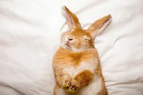 Do Rabbits Sleep With Their Eyes Open