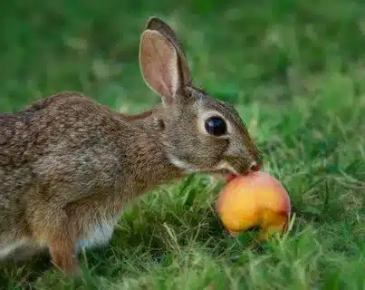 What Do Rabbits Like To Eat