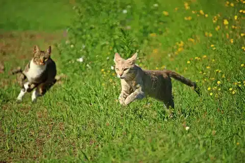 How Fast Is A Cat
