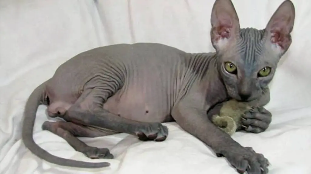 How Long Do Sphynx Cats Live 