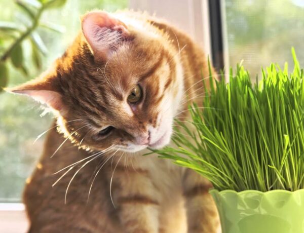 Can Cats Eat Wheatgrass 