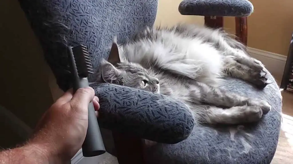 How To Get Cat Hair Off Couch