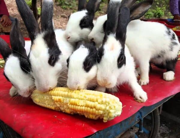 Can Rabbits Eat Corn