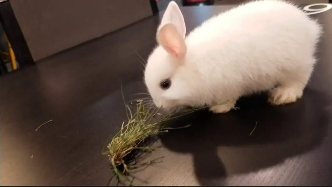 Do Rabbits Eat Grass