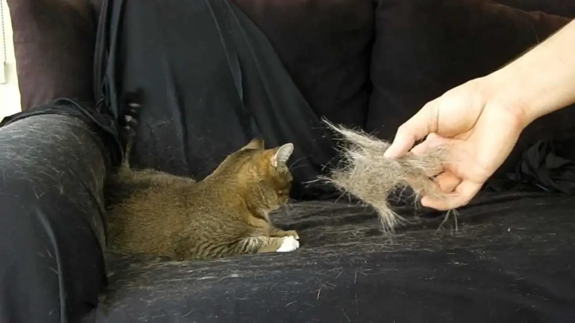 Do Cats Have Hair Or Fur