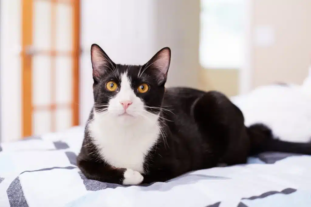 What Breed Is A Tuxedo Cat