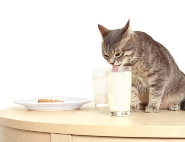 Why Do Cats Like Milk 
