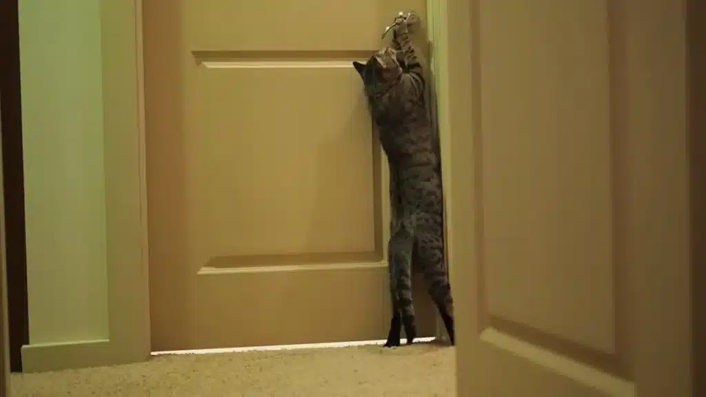 How To Install A Cat Door