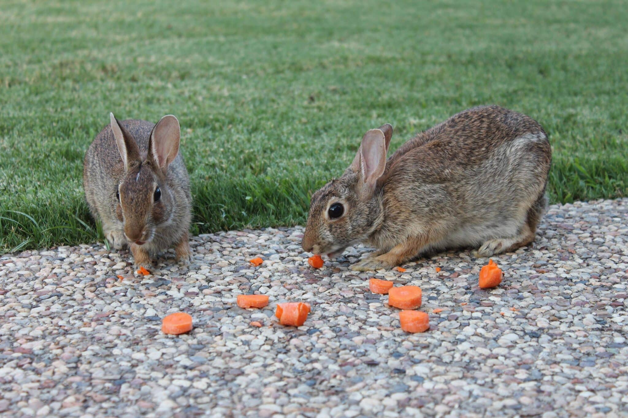 What Do Wild Rabbits Eat