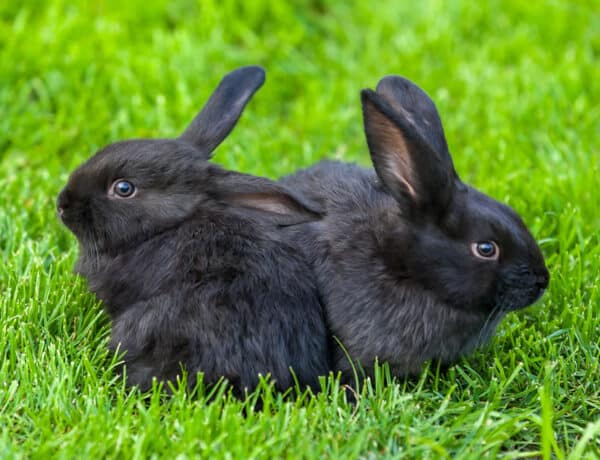 How Much Space Do Rabbits Need